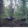 Game cameras can capture images of some of the most elusive wildlife and their babies. (Photo by MSU Extension Service/Jacob Dykes)