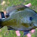 Landowners can learn how to improve the quality and quantity of sport fish, such as this bluegill, in upcoming free pond management workshops. (Photo by MSU Extension Service/Wes Neal)