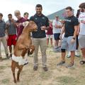 Freshman Alec Murphy of Nixa, Missouri, and other members of the Mississippi State University football team play with a goat during the fifth annual Beefing Up the Bulldogs event at MSU on Aug. 16, 2015. Event sponsors included the Mississippi Cattlemen’s Association, the Mississippi Beef Council, First South Farm Credit and the MSU Department of Animal and Dairy Sciences. (Photo by MSU Ag Communications/Kat Lawrence)