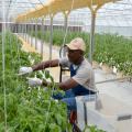 Leon Eaton removes suckers from his heirloom Cherokee Purple tomato plants on March 28, 2015. Eaton grows tomatoes and other vegetables he grows hydroponically on his Mount Olive, Mississippi, farm and sells them at farmers markets. (Photo by MSU Ag Communications/Susan Collins-Smith)