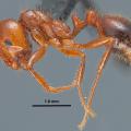 Most fire ants found in Mississippi are a hybrid between the red imported fire ant, pictured here, and the black imported fire ant. (Photo by Mississippi Entomological Museum/Joe A. MacGown)