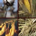 A photo showing corn, cotton, soybeans and rice.