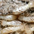 Termites swarm when they are looking for new places to begin colonies. Left uncontrolled, these pests can cause extensive damage to houses and other buildings. (Photo by MSU Extension Service/Blake Layton)