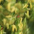 This year, producers planted about 90,000 acres of grain sorghum throughout the state. Early plantings have been affected more than usual by the sorghum midge, an insect that feeds on plants while they are in bloom. (Submitted photo)