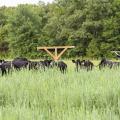 A Mississippi Agricultural and Forestry Experiment Station study of beef from cattle that forage on warm-season, native grasses indicates a positive reception by consumers. These grasses are beneficial to wildlife, especially ground-nesting birds. (Submitted photo)