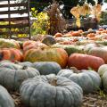 Fall offers many opportunities for families to enjoy the outdoors, including agritourism businesses with corn mazes and pumpkin patches, such as this one at Mitchell Farms in Collins, Mississippi. (File photo by MSU Ag Communications/Kevin Hudson)