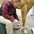 Dr. Cathleen Mochal, assistant clinical professor at the Mississippi State University College of Veterinary Medicine, uses noninvasive shock waves to treat tendon and ligament injuries that could impact physical soundness, which is critical for the usefulness of most horses. (MSU College of Veterinary Medicine File photo/Tom Thompson)