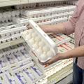 Mississippi did not have a case of avian influenza in 2015, but consumers still had to pay more for eggs following outbreaks on egg-producing farms, primarily in Minnesota, Iowa and surrounding states. Preliminary estimates indicate a 3.4 percent increase in the state’s poultry value, which includes an almost 40 percent increase for eggs. (Photo by MSU Extension Service/Linda Breazeale)