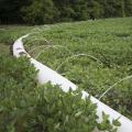 Mississippi soybean growers harvested the second highest soybean yield in state history in 2015, but low market prices caused the crop to dip below $1 billion in value for the first time since 2011. (File photo by MSU Extension Service/Kat Lawrence)