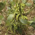 Soybeans remain Mississippi's largest crop with 2.3 million acres expected, according to a March 31 report by the U.S. Department of Agriculture. (MSU Ag Communications file photo/Kevin Hudson)