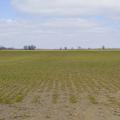 Saturated conditions complicated fertilizer application and delayed wheat across Mississippi. Stunted growth in low spots was visible in this Bolivar County wheat field on Feb. 27, 2015. (Photo by MSU Ag Communications/Kevin Hudson)