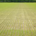 Although half the state's anticipated rice acreage was planted by late April, frequent rains have halted most planting in recent weeks. This rice field in Washington County, Mississippi, was photographed April 28, 2015. (Photo by Mississippi Agricultural and Forestry Experiment Station/Richard Turner)
