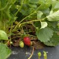 Strawberries at Lazy U Farm in Macon, Mississippi, are doing well on May 21, 2015, compared to most crops in the state. Frequent spring rains combined with poor plant growth, flowering and fruit set have decreased many growers' harvests. (Photo by MSU Ag Communications/Kevin Hudson)