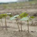 Persistent rains are causing planting delays for the third straight year across Mississippi. This cotton plant was growing at the Rodney Foil Plant Science Research Center in Starkville, Mississippi, on May 20, 2015. (Photo by MSU Ag Communications/Kat Lawrence)