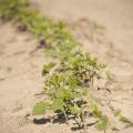 Dry, muggy June conditions have not stopped soybeans from thriving this growing season. Planted soybean acreage is more than 50,000 acres in excess of the forecast made by the U.S. Department of Agriculture in March. (File photo by MSU Ag Communications/Kat Lawrence)