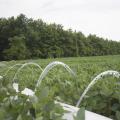 Irrigated soybean fields have an advantage over soybean crops grown on dry land during summers when temperatures are above average. (Photo by Kat Lawrence/MSU Ag Communications)