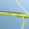 Stem maggots burrow into bermudagrass, which causes the top portion of the stems to die and plant growth to stop. (File photo by MSU Extension Service/Blake Layton)