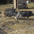 Pigs and hogs feed at Palo Alto Farms in West Point, Mississippi in this file photo. Consumer preference is one reason interest has been growing in people in the state raising pigs on pastureland for their own consumption. (File photo by MSU Ag Communications/Kevin Hudson)