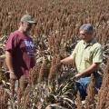 Eddie Stevens, supervisor for the R.R. Foil Plant Science Research Center at Mississippi State University, left, and Erick Larson, an associate research/extension professor, examine grain sorghum in a herbicide study in fields on the north side of campus on Sept. 24, 2015. (Photo by MSU Ag Communications/Linda Breazeale)