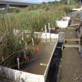 A team of scientists from Alabama and Mississippi constructed low-cost weirs, such as these, at the Weeks Bay National Estuarine Research Reserve to study the effect of rising sea levels on coastal wetlands. (Photo courtesy of Eric Sparks)