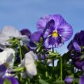 The Matrix Ocean Breeze mix with varying shades of blues to dark purples. (Photo by MSU Extension Service/Gary Bachman)