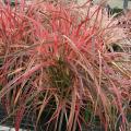 Pennisetum, such as this Fireworks variety, is an ornamental grass with a lot of pizazz. It is an annual everywhere except right along the coast. (Photo by MSU Extension/Gary Bachman)