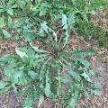 Unwanted yard and flowerbed weeds such as this common dandelion can be avoided by using herbicides before spring begins and fertilizing lawns after the threat of frost has passed. (Photo by MSU Extension Service/Nathan Gregory)
