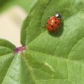 As spring approaches, Asian lady beetles that have hibernated in houses and other structures during the winter are trying to go back outside. Homeowners who have had problems with the bugs can take several steps to prevent future invasions. (File photo, MSU Extension Service)