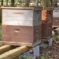 Several beehives were set up at the Mississippi Agriculture and Forestry Museum in Jackson, Mississippi, on March 16, 2016, for a hands-on, beginners beekeeping workshop planned for the weekend. The number of beekeepers in the state continues to rise. (Photo by MSU Extension Service/Susan Collins-Smith)