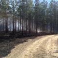 Prescribed burns can reduce the fuel available in forestland, significantly lessening the risk of an unmanaged forest fire. This managed fire was used on Monroe County timberland in February. (Submitted Photo by Matt Walters)
