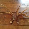 Antlers form unevenly when a deer has been injured. Here, the jagged abscission surface on the left antler and uneven number of points compared to the right antler indicate a brain abscess. (Submitted photo by Josh Payne)