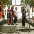 Mississippi State University plant and soil sciences associate professor Guihong Bi, right, shows tomatoes being grown at a Shandong Shouguang Vegetable Industry Group greenhouse to MSU Extension agents, from left, Emily Carter, Lanette Crocker and Lisa Stewart on June 20, 2016. (Photo by MSU Extension Service/Nathan Gregory)