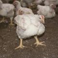 Chickens stand and move around when sprinklers gently spray water to cool them off. These immature birds were photographed Aug. 22, 2016, in a commercial poultry house at the MSU H.H. Leveck Animal Research Center in Starkville, Mississippi. (Photo by MSU Extension Service/Kat Lawrence)