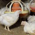 Mississippi placed 14.5 million broiler-type chicks for meat production during the week ending April 16. In about five weeks, those chicks will be the size of these broilers, which were growing on a Chickasaw County farm on April 15, 2016. (Photo by MSU Extension Service/Kevin Hudson)