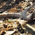 After the winter breeding season, male white-tailed deer shed their antlers, which sometimes can be found by naturalists walking through the woods. (Photo by MSU Extension/Melissa Grimes)
