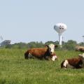 Two Hereford cattle relax in the sunshine in Mississippi State University pastures located south of the main campus in the Henry H. Leveck Animal Research Center. Specialists with the MSU Extension Service and researchers with the Mississippi Agricultural and Forestry Experiment Station will host a field day at the MSU Beef Unit on May 21. (MSU Extension Service file photo)