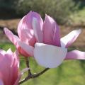 Some saucer magnolias can have blooms up to 10 inches across with colors ranging from white and pink to a bold purple. (Photo by MSU Extension/Gary Bachman)