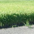 Whether grown under a conventional system or the newer alternating wet and dry method, weeds are controlled in rice during the initial 21-day continuous flood the crop needs to get established. (Photo by MSU Extension Service/Lee Atwill)