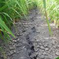 Alternating wet and dry rice production systems allow rice fields to dry to several inches below the surface before adding more water. Research shows such fields maintain yields while cutting water use dramatically. (Photo by MSU Extension Service/Lee Atwill)