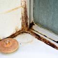Mildew and mold growth can take place in damp areas of the home, including showers, sinks, bathrooms and kitchens. Clean damp areas, such as kitchens, bathtubs or under-sink cabinets, frequently to reduce mold-feeding spores and microbes. (Photo by Canstock)