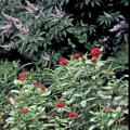 This combination planting looks somewhat tropical and a little patriotic with the red pentas and the taller vitex sporting blue and white. The white appearance on the vitex comes from the unopened flower buds. This idyllic partnership is not only an incredible sight from the standpoint of aesthetics, but it also features plants known to be major food sources for butterflies and hummingbirds.