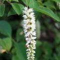 Virginia sweetspire flowers are produced in groups on racemes that are up to 6 inches long. Individual, star-like flowers are small and fragrant and start to open from the base to the tip. (Photo by MSU Extension Service/Gary Bachman)