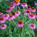 Pow Wow Wild Berry coneflower grows to about 20 inches tall and produces continuous blooms. (Photo by MSU Extension Service/Gary Bachman)