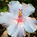 The Cajun hibiscus series is a wonderful line that has 38 colorful selections, including Cajun Gray. (Photo by MSU Extension Service/Gary Bachman)