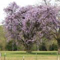 Wisteria is a climbing vine that is very hardy and extremely long-lived. Its landscape value is enhanced in the spring by the pendulous flowers it produces. (Photo by MSU Extension Service/Gary Bachman)