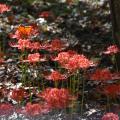 In the late summer and through the fall, all the varieties of Lycoris produce tall flower stalks without any leaves. (Photo by MSU Extension Service/Gary Bachman)