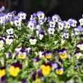Violas come in a wide variety of colors and produce flowers in prolific numbers. (Photo by MSU Extension Service/Gary Bachman)