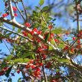 Yaupon holly bushes are either male or female, and only the females produce the red berries that the plants are known for. (Photo by MSU Extension Service/Gary Bachman)