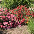 Drift roses, such as these pink and red selections, are lower-growing landscape roses that work great in small spaces, borders and even containers. (Photo by MSU Extension/Gary Bachman)