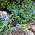 Blue Daze evolvulus spreads rapidly and makes a good ground cover. Its funnel-shaped flowers are sky blue and only open for one day. (Photo by MSU Extension/Gary Bachman)